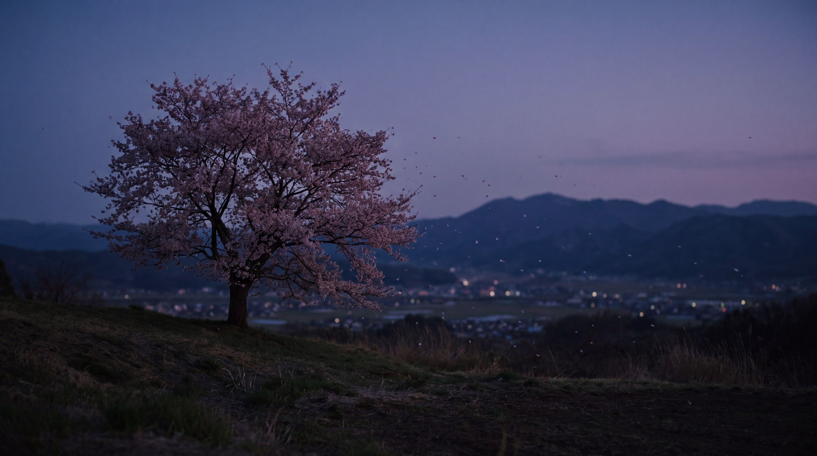 A lone cherry tree in bloom on a hillside above a valley of lights at blue hour